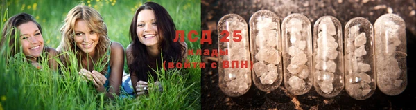 ПСИЛОЦИБИНОВЫЕ ГРИБЫ Дмитров